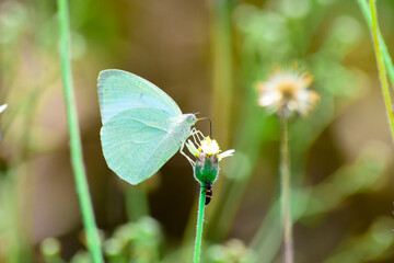 A beautiful green hairstreak butterfly