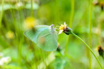 A beautiful green hairstreak butterfly