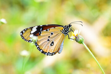 Obraz premium A beautiful monarch butterfly on the flowers