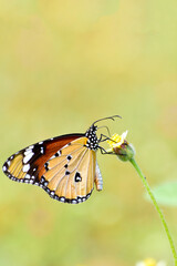 Obraz na płótnie Canvas A beautiful monarch butterfly on the flowers