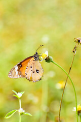 A beautiful monarch butterfly on the flowers