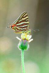 Glanville fritillary ( Melitaea cinxia ) Butterfly on flowers