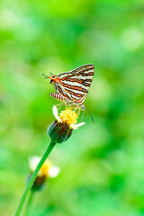 Glanville fritillary ( Melitaea cinxia ) Butterfly on flowers