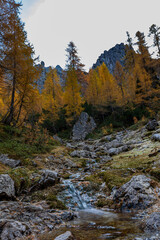 Foliage in the woods of Julian Alps