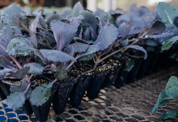 Seedlings are grown in cassettes. Agricultural activity. Sale of seedlings growing in a breeding tray.