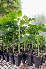 Seedlings are grown in cassettes. Agricultural activity. Sale of seedlings growing in a breeding tray.