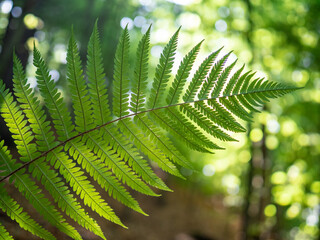 fern leaves in forest in sunshine.