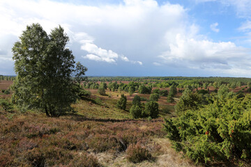 Fototapeta na wymiar Landschaft in der Lüneburger Heide um Wilsede