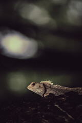bearded dragon lizard