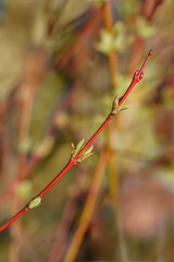 Flamingo Willow Hakuro Nishiki