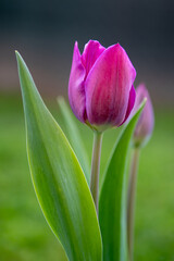Purple tulip