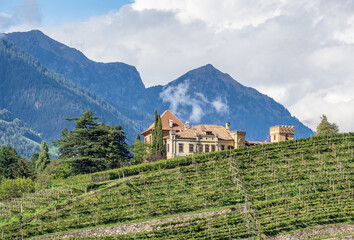 Fototapeta na wymiar vineyards in the south tyrol in city Meran, Italy