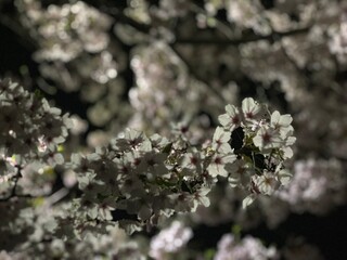 blooming apple tree