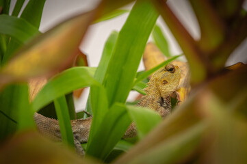 Obraz premium Iguana maldiviana