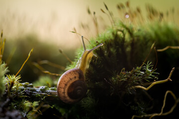 snail on grass
