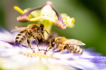 Bienen an Passionsblume
