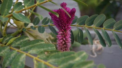 flowers in the garden