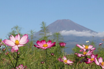 Fototapeta premium コスモスと富士山