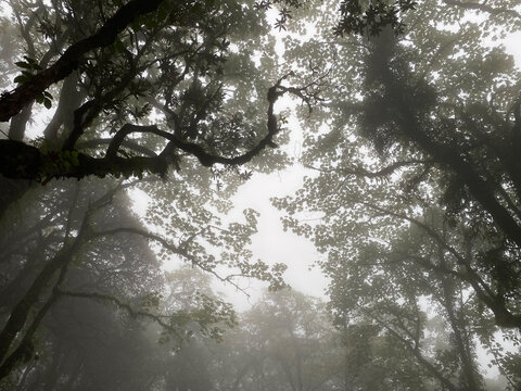 Misty forrest