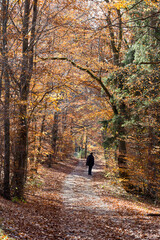 Spaziergang im herbstlichen Buchenwald