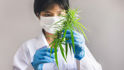 Portrait of scientist checking cannabis plants. Marijuana research, cbd oil, alternative herbal...