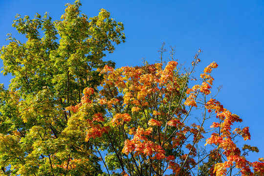 Baum Kontrast der Blätter im Herbst