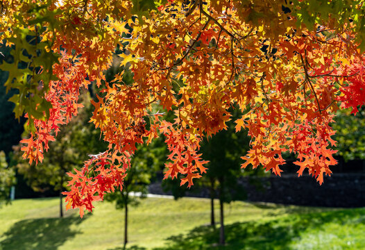 Bunter Baum in einem Park im Herbst