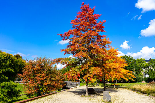 Bunte Farben des Herbst in einem Park
