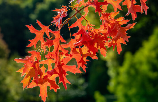 Rote Blätter des Ahorn im Herbst