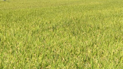 青さが残る田んぼ