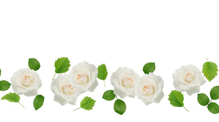 white roses and leaves on transparent background