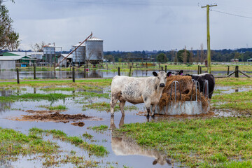 Cow on wet muddy farm in rainy season during natural disaster flood event