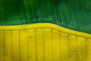 Top down view of green and yellow field in countryside. - Powered by Adobe