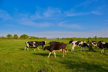 Naklejka na ściany i meble cows in the pasture,cows grazing on a pasture, cows graze on green grass