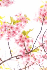 寒桜