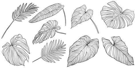 Leaves isolated on white. Tropical leaves. Hand drawn png illustration.