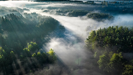 Misty forest in valley at sunrise in autumn.