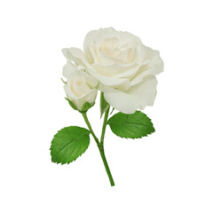 white rose on transparent background