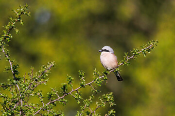 Neuntöter Männchen 