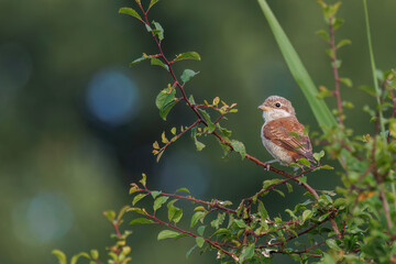 Neuntöter Jungvogel
