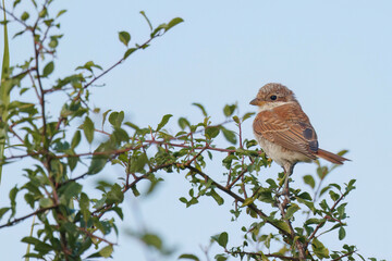 Neuntöter Jungvogel