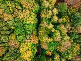Top down view of autumn forest, view from above