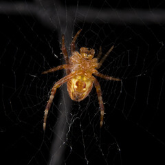 Spinne