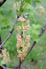 A close-up of currant flowers, buds and green leaves