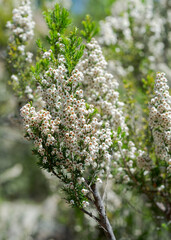 Flowers of Tree heath, Erica arborea. Photo taken in Guadarrama Mountains, La Pedriza, Madrid, Spain