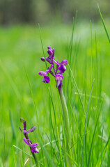 Green-winged orchid, Orchis morio. Photo taken in Guadarrama Mountains, La Pedriza, Madrid, Spain