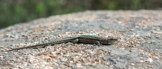 Iberian wall lizard, Podarcis guadarramae, on a rock. Photo taken in Guadarrama Mountains National Park, Madrid, Spain