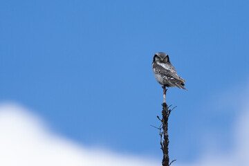 Northern hawk-owl (Surnia ulula)
