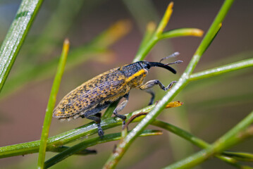 Lixus (Eulixus) umbellatarum Fabricius, 1787, coleottero