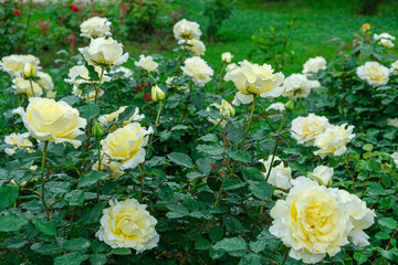 Obraz na płótnie Canvas Lush roses beautiful blossom flowers. Bushes of Chinese or tea rosa, Rosehip. Beautiful blossom flower at sunny summer day. Gardening, floristry, landscaping concept.